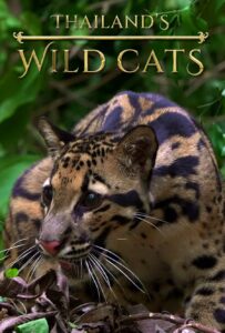 thailands-wild-cats-14140-jpg
