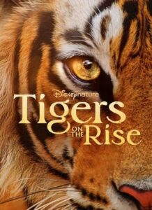 Tigers_on_the_Rise_1664d99d68e7ae.jpg